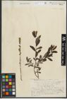 Foto von Salix purpurea L. x Salix repens L.